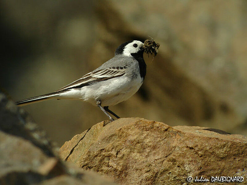 White Wagtailadult