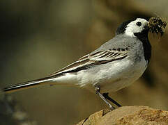 White Wagtail