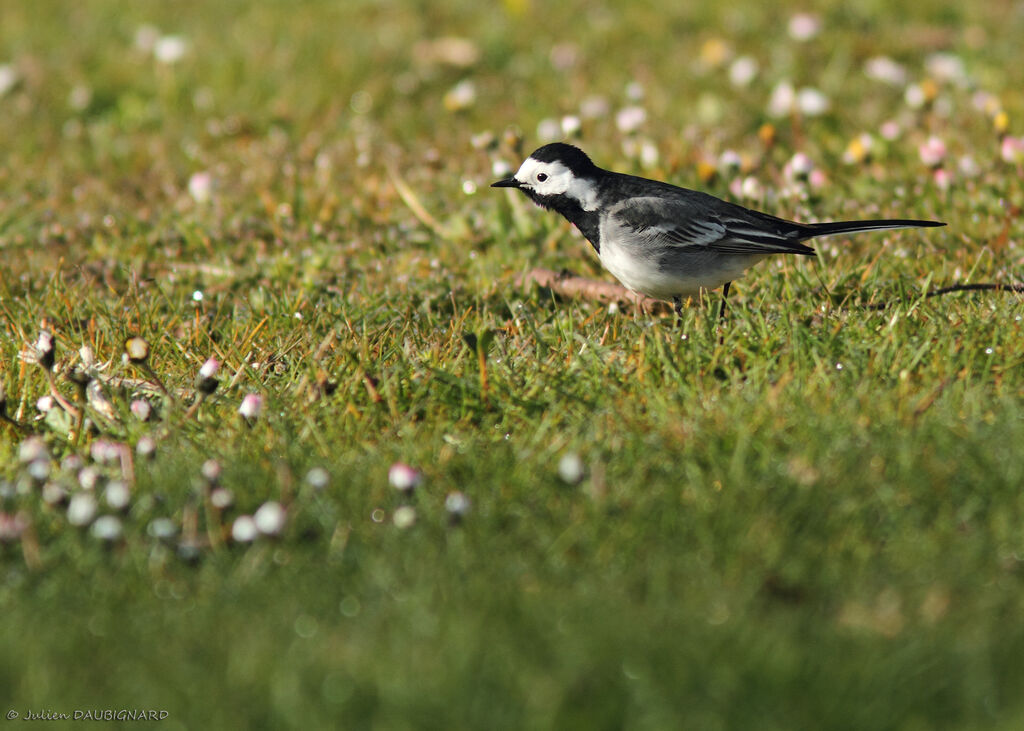 White Wagtail, identification