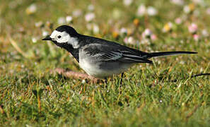 White Wagtail