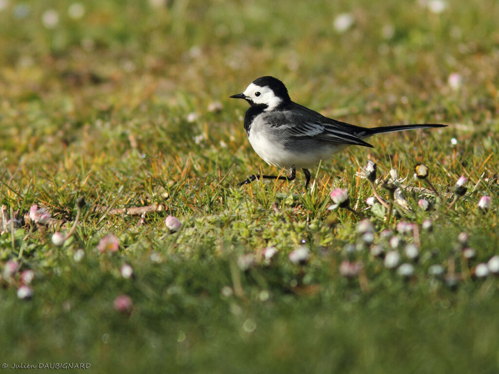 White Wagtail, identification