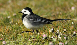 White Wagtail