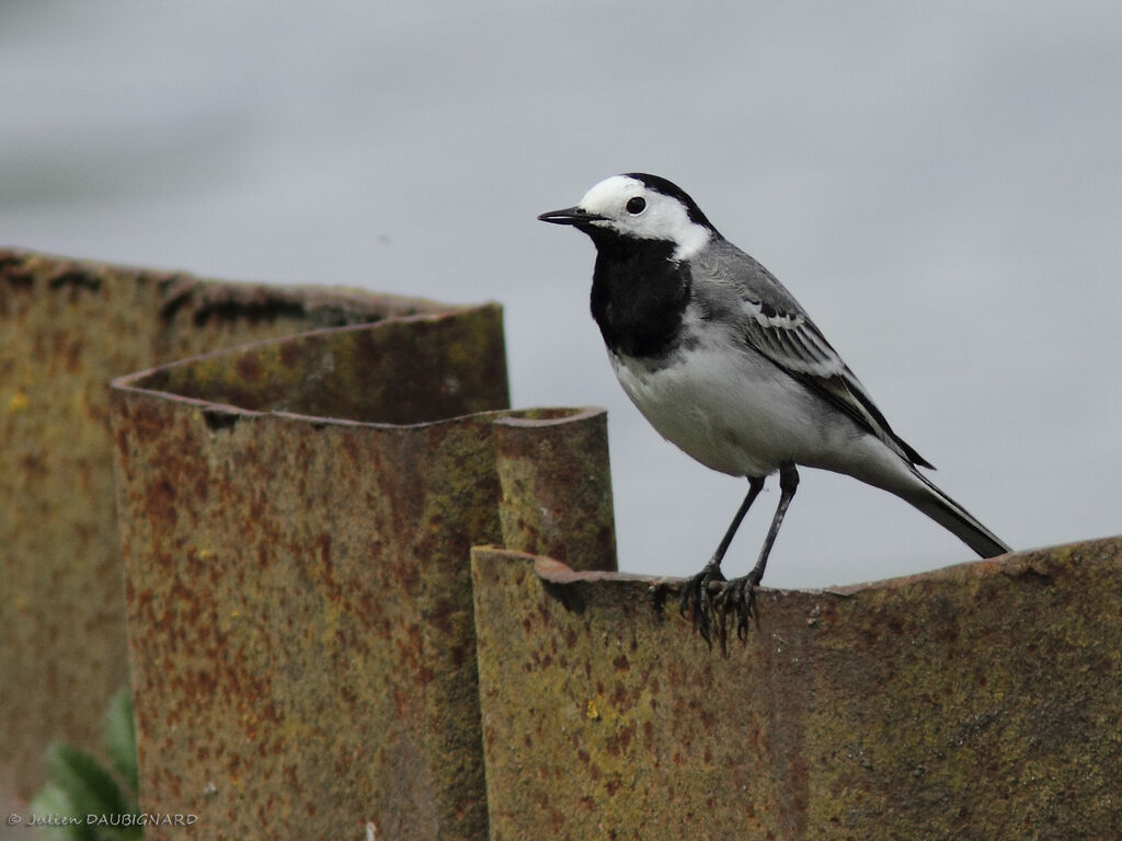 White Wagtail, identification