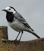 White Wagtail