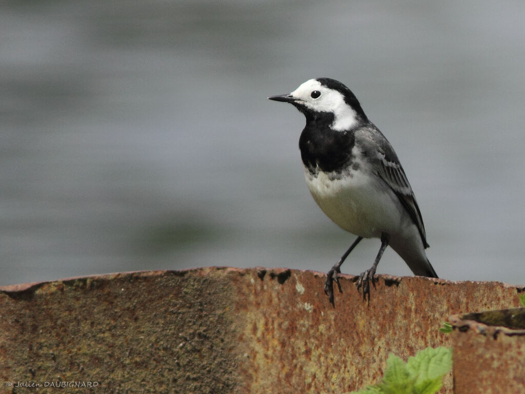 White Wagtail, identification