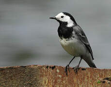 White Wagtail