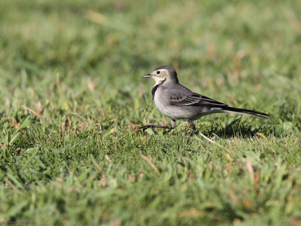 White Wagtail, identification