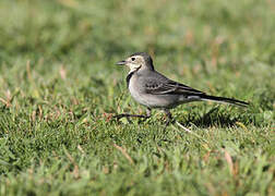 White Wagtail