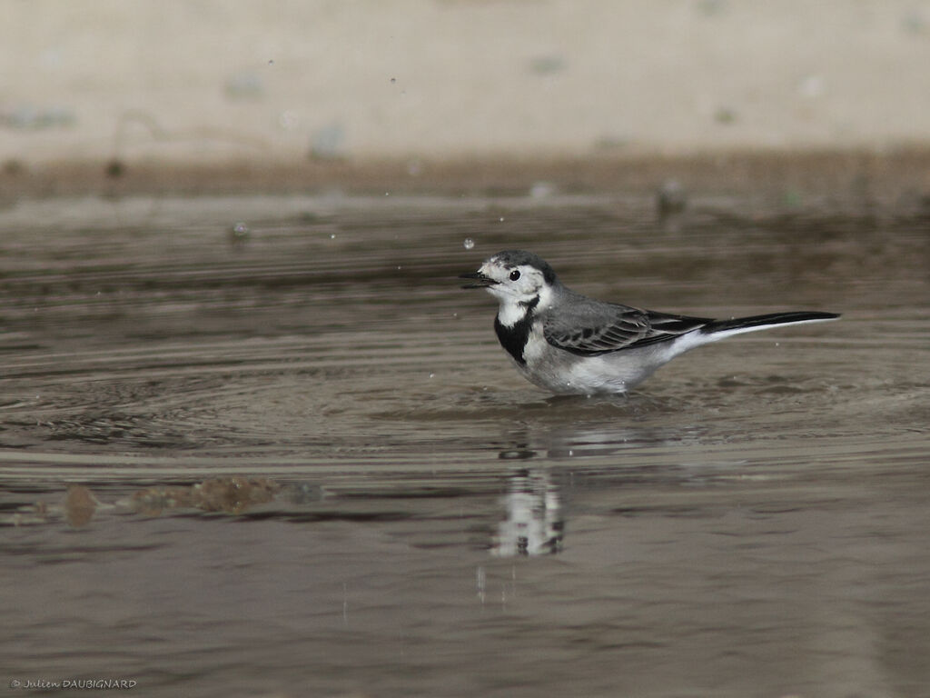 White Wagtail, identification