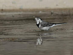 White Wagtail