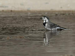 White Wagtail