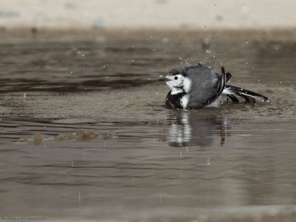 White Wagtail, identification