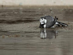 White Wagtail