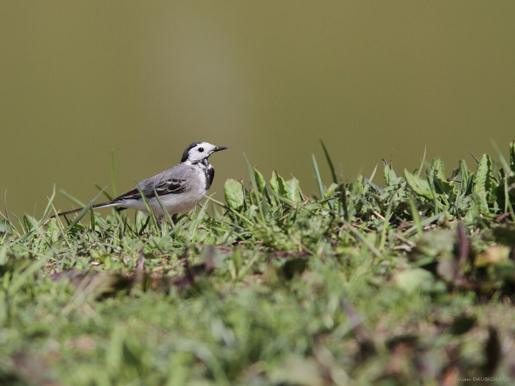 White Wagtail, identification