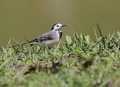 White Wagtail