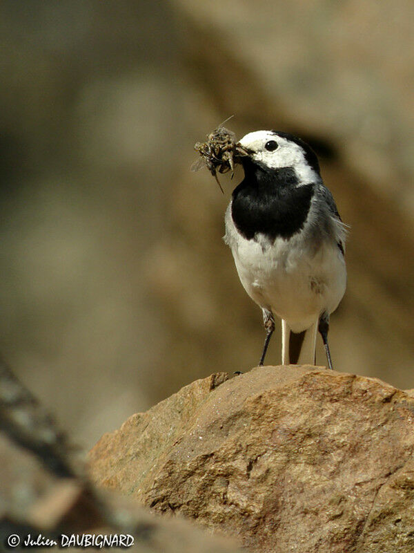 White Wagtailadult
