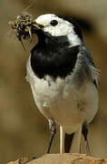 White Wagtail