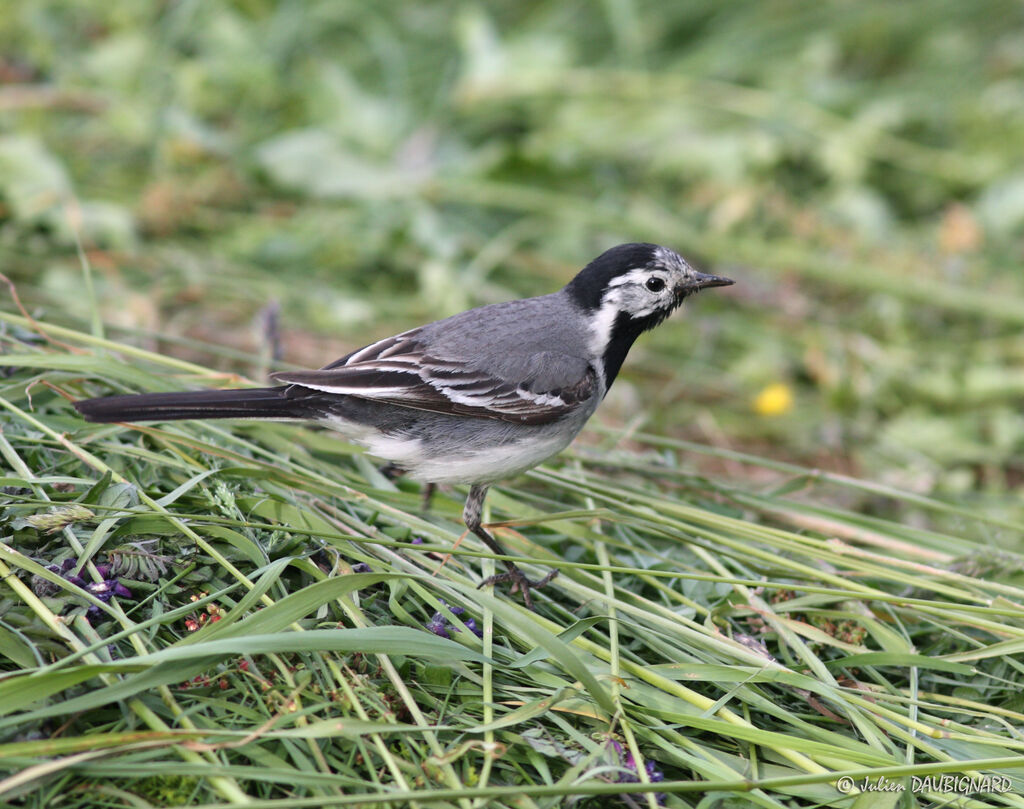 White Wagtail, identification