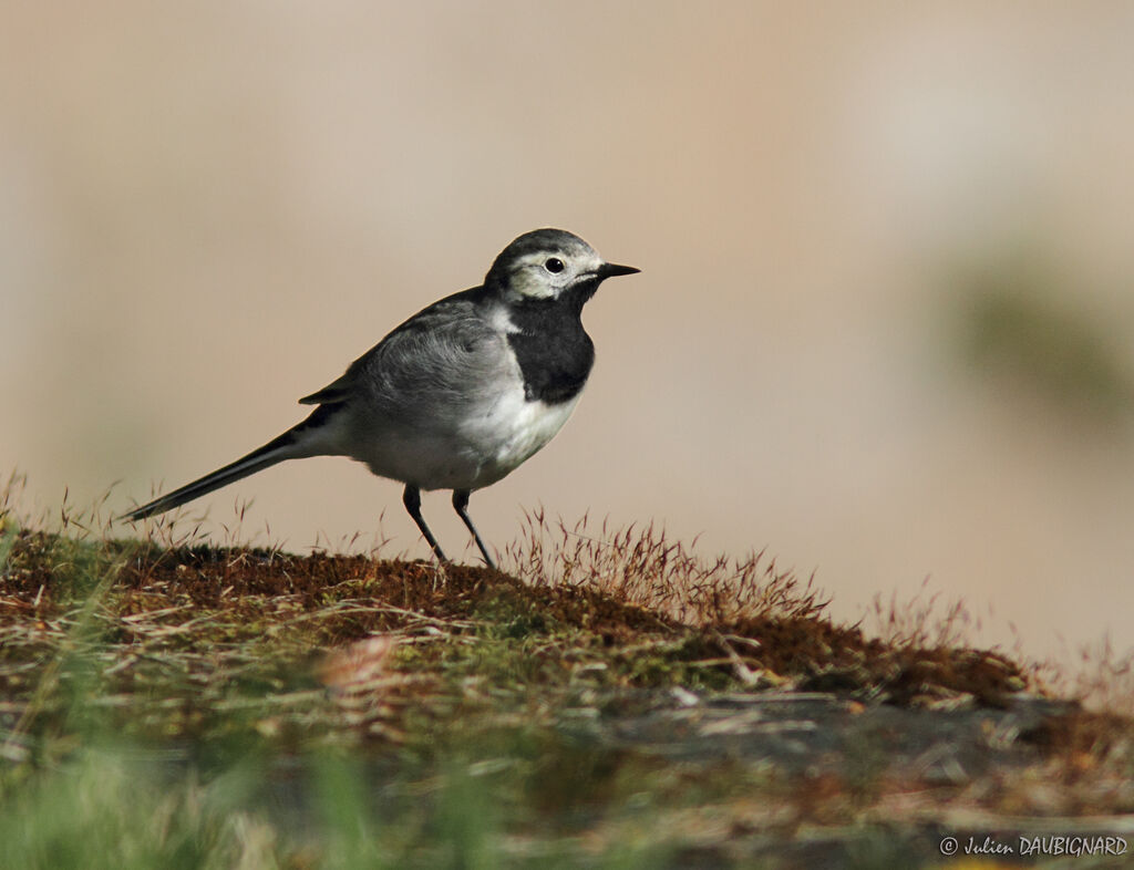 White Wagtail, identification