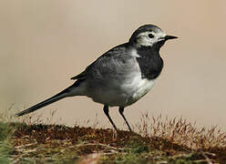 White Wagtail