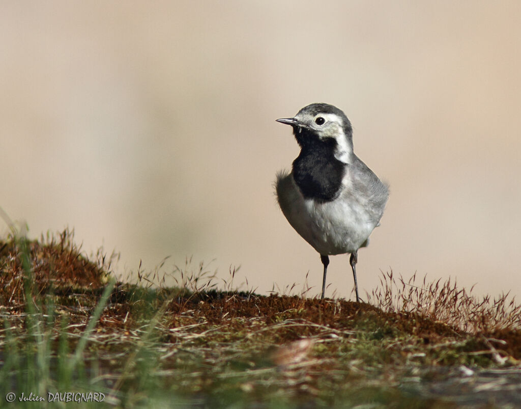 White Wagtailadult, identification