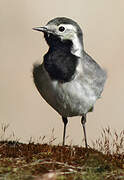 White Wagtail