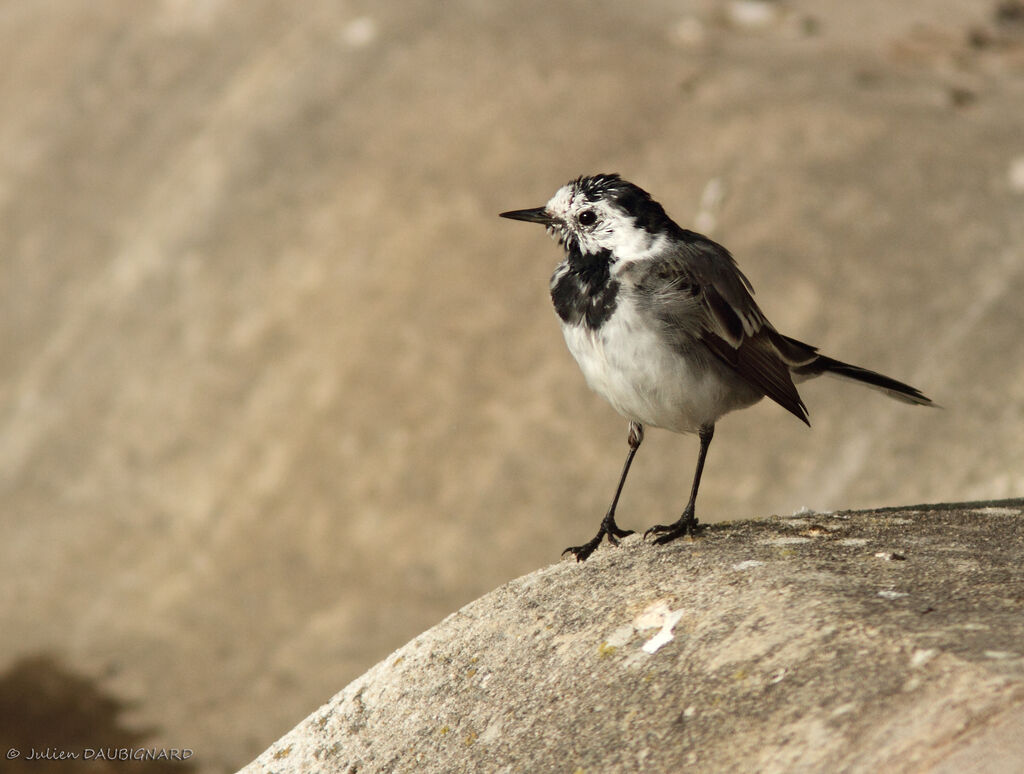 White Wagtail, identification