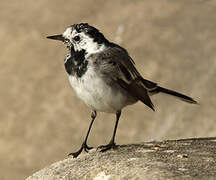 White Wagtail