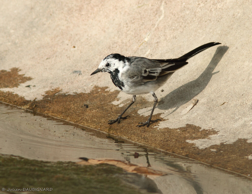 White Wagtail, identification