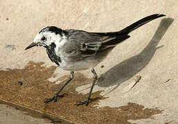 White Wagtail