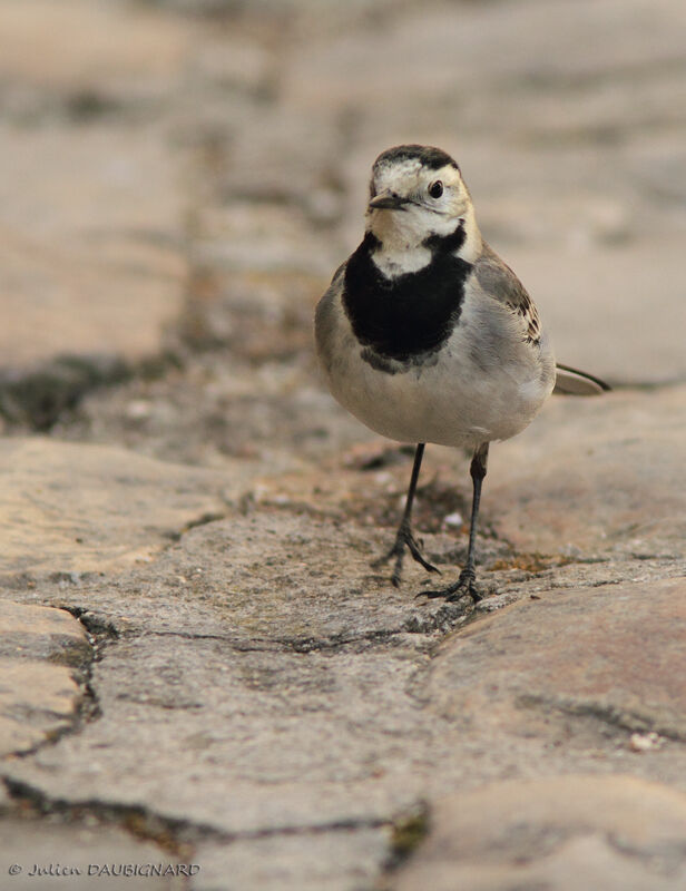 White Wagtail, identification