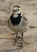 White Wagtail