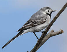 White Wagtail