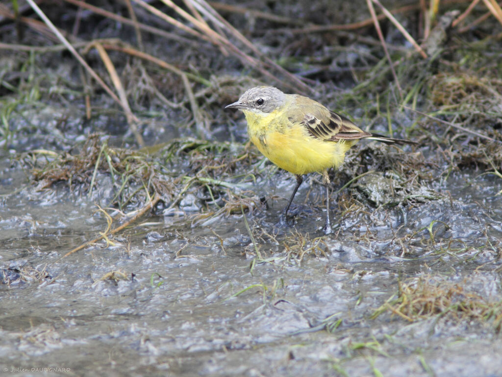 Western Yellow Wagtail, identification