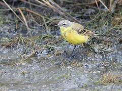 Western Yellow Wagtail