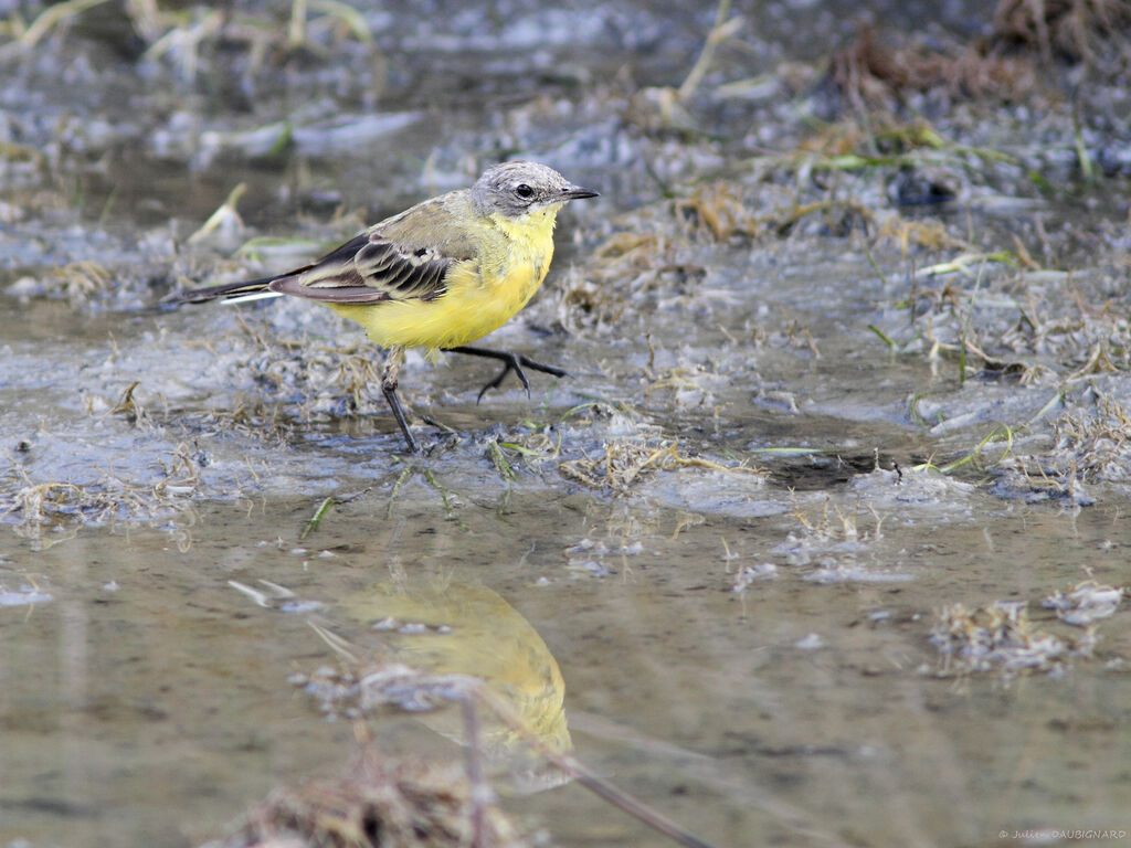 Western Yellow Wagtail, identification