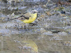 Western Yellow Wagtail