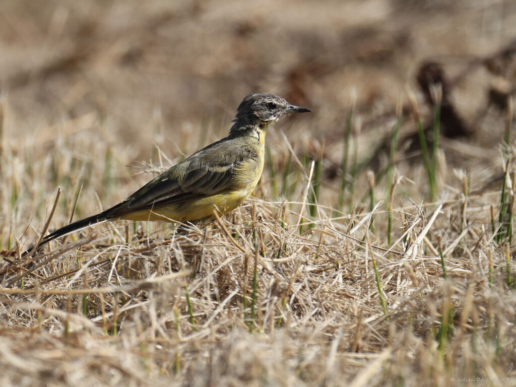 Western Yellow Wagtail, identification