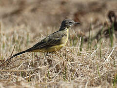 Western Yellow Wagtail