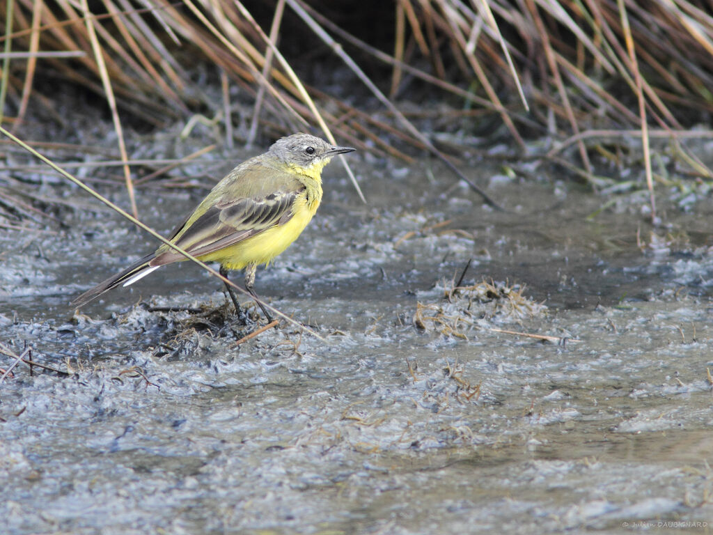 Western Yellow Wagtail, identification