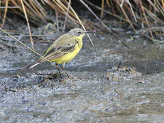 Western Yellow Wagtail