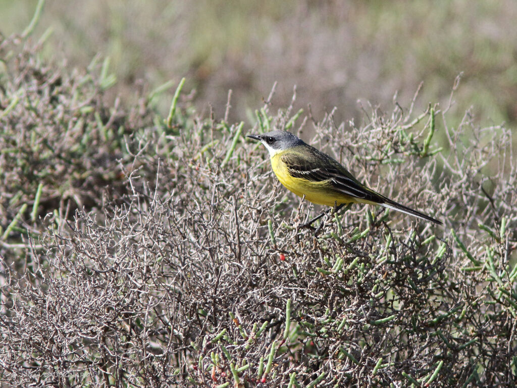 Western Yellow Wagtail, identification