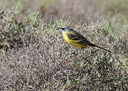 Western Yellow Wagtail