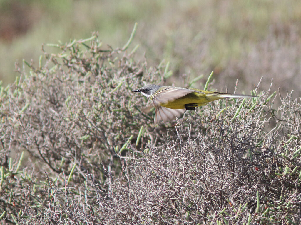 Western Yellow Wagtail, identification