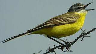 Western Yellow Wagtail