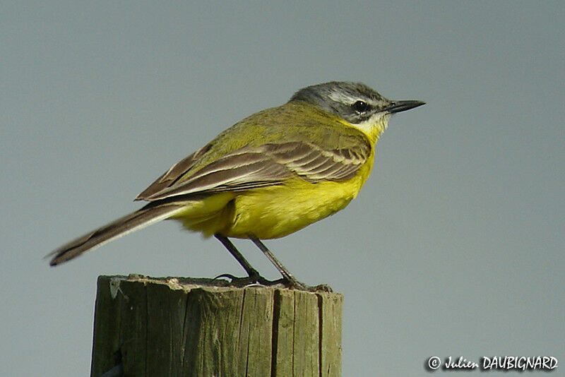 Western Yellow Wagtail