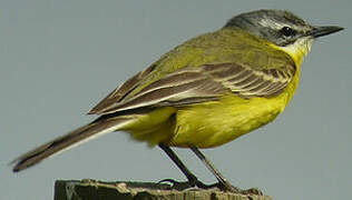 Western Yellow Wagtail