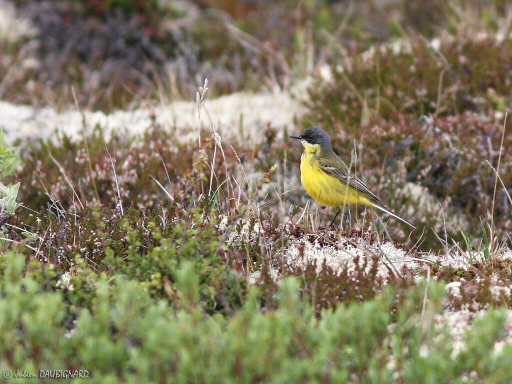 Bergeronnette printanièreadulte, identification