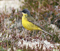 Western Yellow Wagtail