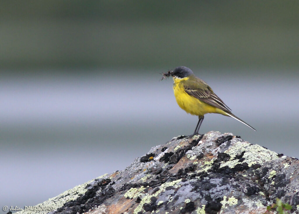 Western Yellow Wagtailadult, identification